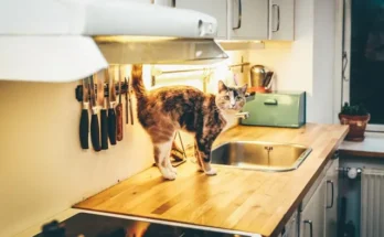 Kitchen Helper & Chowkidar Jobs 2025 in Lahore - Apply Now!